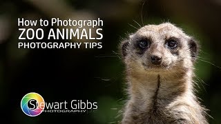 How to... Zoo Photography | Photography Tips &amp; Tricks | Stewart Gibbs