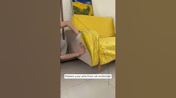 Cat Scratching the Sofa? Try This Game-Changing Fix