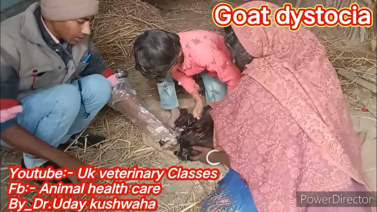 Goat Dystocia Live(difficult birth) बकरी के बच्चे को एल निकालते हुए