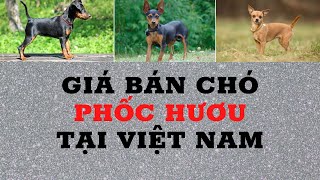 Giá bán chó phốc hươu tại Việt Nam