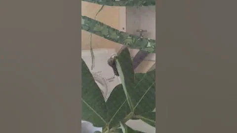 A Very Hungry Caterpillar