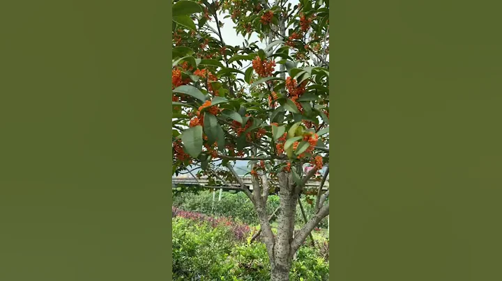 OSMANTHUS FLOWER - DayDayNews