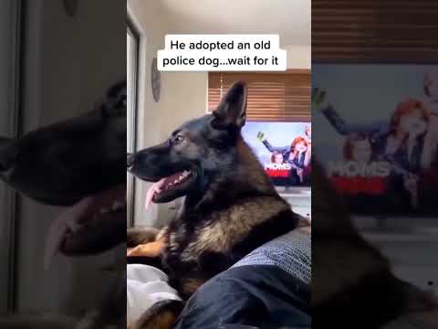 Video: Dine indkøbsstøttehunde som Russell, en tidligere Matted Stray, som blev reddet og vedtaget!