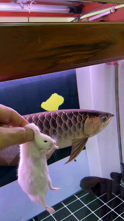 little mouse vs golden Arowana. 😱 #arowanafish #goldenarowana #watch #fishtank