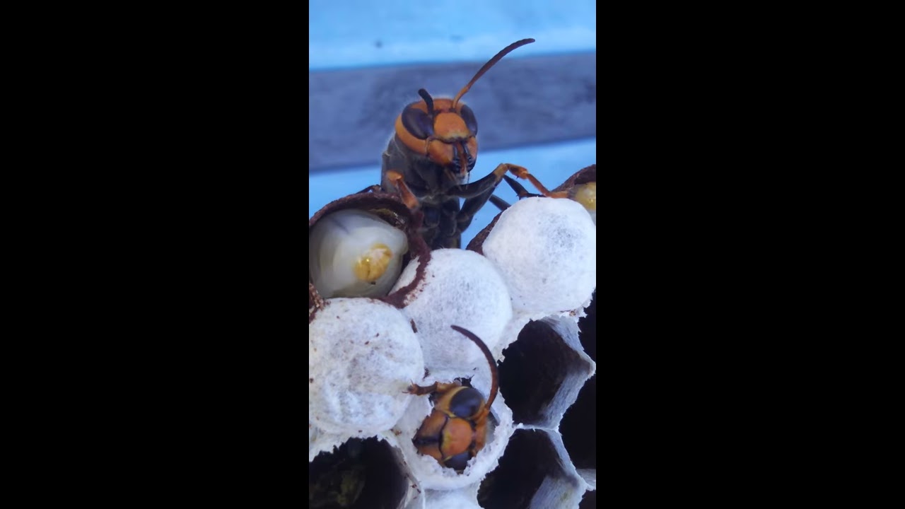 オオスズメバチの幼虫を巣から抜き取って食料にする - YouTube