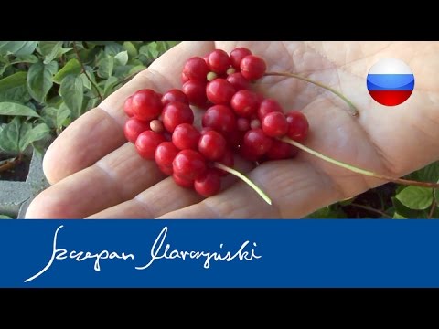 Schisandra chinensis – характеристика и выращивание китайского лимонника