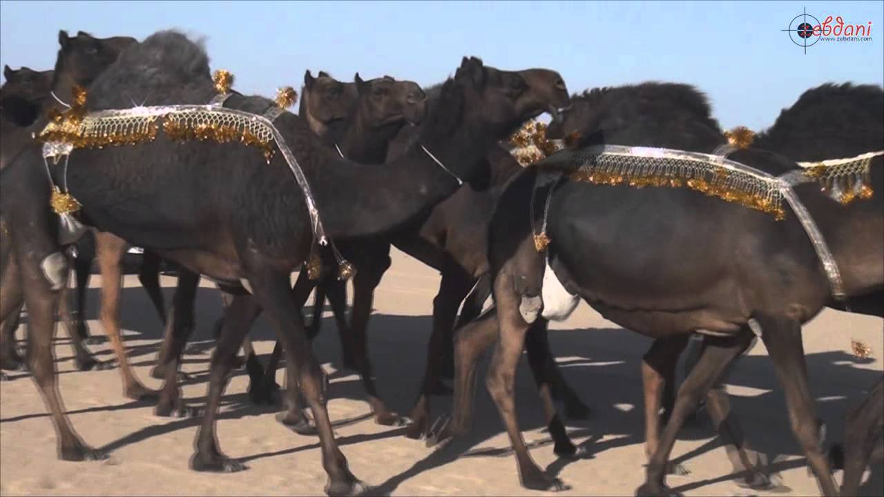 مسيرة منقية السيد / سليم بن طالب ال روضه المري في مزاين الكويت 2015