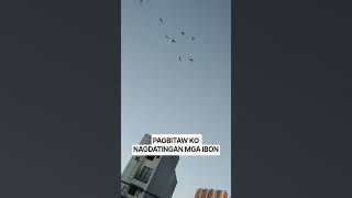BINITAWAN KO ISANG IBON NAGDATINGAN MGA IBON. BINITAWAN KO ISANG IBON NAGDATINGAN MGA IBON.