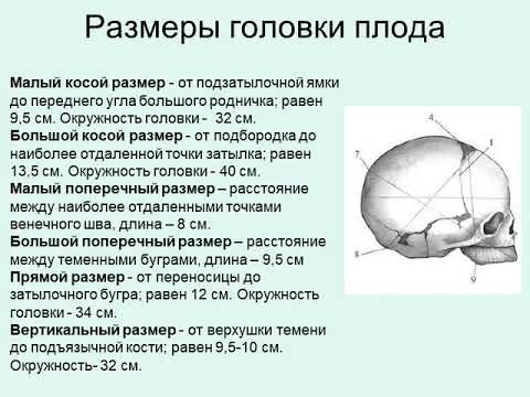 Родовые пути, плод как объект родов.