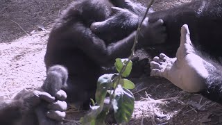 赤ちゃんゴリラの足を掴んでママがガード💗キンタロウ１0ヶ月【京都市動物園】