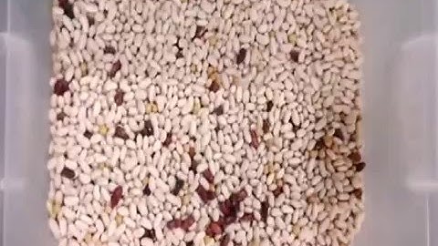 kidney bean color sorter/colour sorter in factory