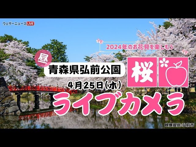 🌸桜ライブカメラ🌸青森県弘前公園　2024年4月25日(木)