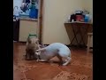 Dogs funny dog wrestlinghala sugod