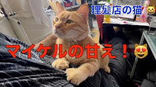 理髪店で暮らす猫＾＾マイケルの甘え！（茶トラのマイケル）可愛い