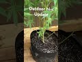Quick outdoor update #clones #growerlife #420growers