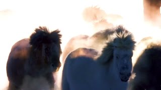 Якутская лошадь | Россия | Телеканал «Страна» Якутская лошадь | Россия | Телеканал «Страна»