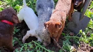 Ratting with terriers rat wars by Mr Johnsons working terriers 28,222 views 3 years ago 20 minutes