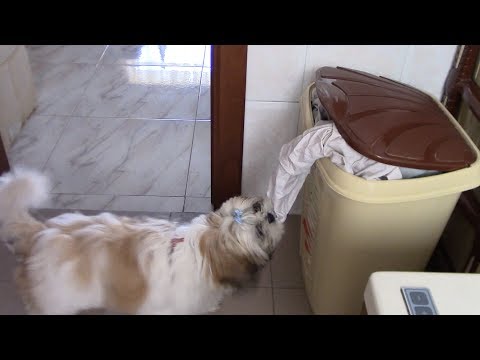 Видео: Порода кучета ши-тцу хипоалергенна, здраве и продължителност на живота