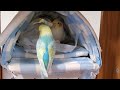 【オカメインコ】カシャカシャのお家で過ごすオカメインコとセキセイインコ　（カラと出会う前のぴのはな）