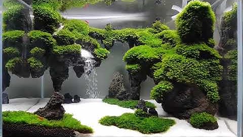 Bể thủy sinh thác cát - Song Hưng Official #shorts