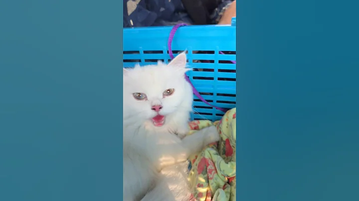 Video 11464921: tiny persian cat, cat pets cutecat funny, cat cutecat funny laugh, cat cute funny pet