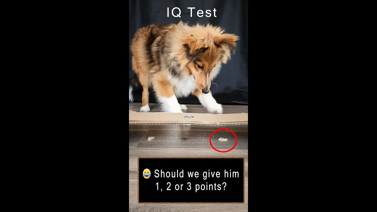 Dog IQ Test (Part 3) Puppy Intelligence test smart Sheltie shorts