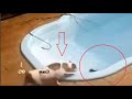 Pitbull saves a dog from drowning  into a swimming pool!!!