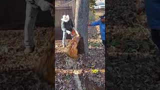 Water Flows Out of Tree's Trunk as Man Chops it