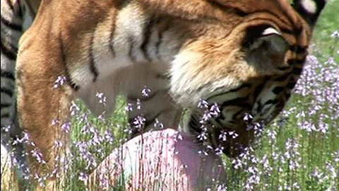 Watch the video about TIGERS LIONS VS Easter Eggs!