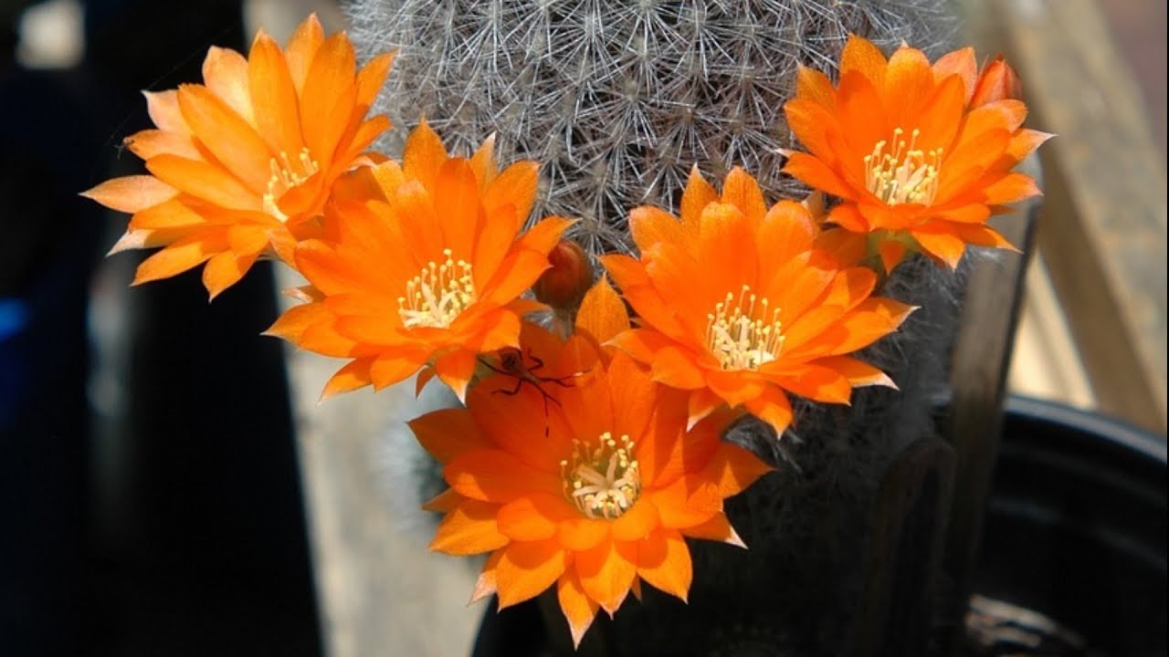 Beautiful Cactus Flowers 🌵🌸