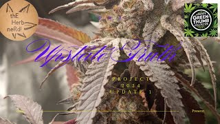 Upstate Truth Distributed Pheno-Hunt Cannabis Grow Project 2024 Update 1