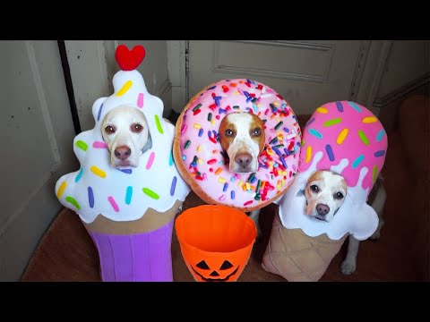 Video: Nedräkning till Halloween: De bästa hund- och kattdräkterna från 2015