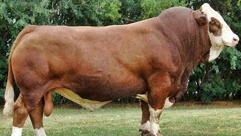 Simmental Secrets: Why European Ranchers Swear By This Beef Machine