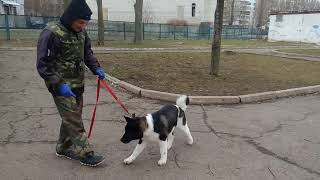 Дрессировка щенка американской Акиты Дрессировка щенка американской Акиты