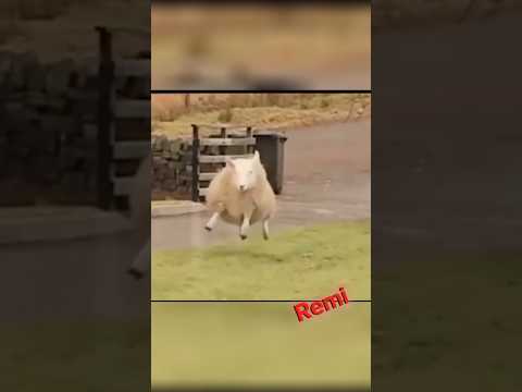 نهاية خاروف دلوع راح تبكي من الضحك