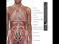 Improving the labelling of medical art work