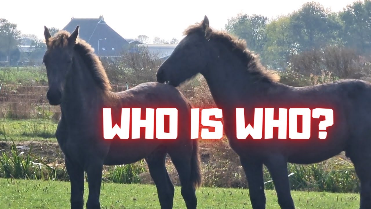 Horsexxxvideos - I'm being chased... But who's who?? | Friesian Horses - YouTube