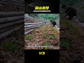 躲進深山避世,親手開墾梯田種菜,打造世外桃源 #野外建造,荒野建筑,深山避世,世外桃源,野外生存