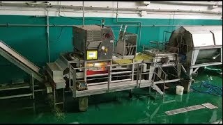 Spray optical sorting machine for legumes (green peas) | RAYTEC VISION SpA