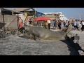 Elefante Marino en Bahía Inglesa Chile IMPRESIONANTE!!