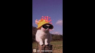 NIKI - EVERY SUMMERTIME (Lirik)