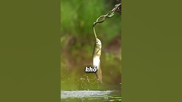 Con cá này đã nhầm CON RẮN là một MIẾNG MỒI 🐟 🐍 🤣 #shorts