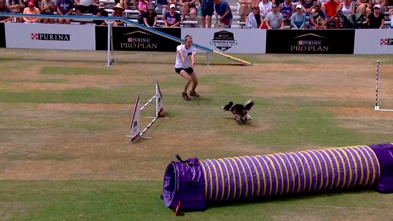 Dog Sports Large Dog Agility Course YouTube