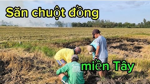 Đồng ruộng miền tây mùa gặt - Khung cảnh đốt đồng đào chuột đầy thú vị 