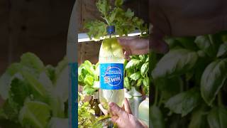 Growing Plants in Bottles… #hydroponic #kratky