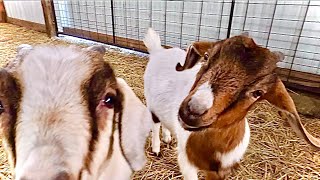 Two more babies! Goat Update #8