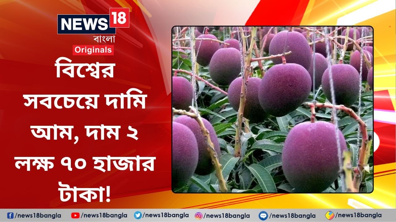 Costliest Mango বিশ্বের সবচেয়ে দামি আম Siliguri তে! West Bengal 