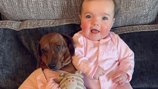 Mini Dachshund puppies with a baby