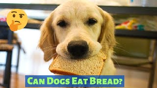 Can Dogs Eat Bread? Should you Feed Bread to your Dog?