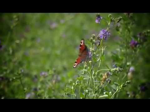 აგრო რჩევები | ანონსი